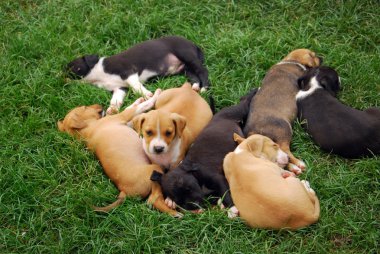 Amstaff köpek yavrusu