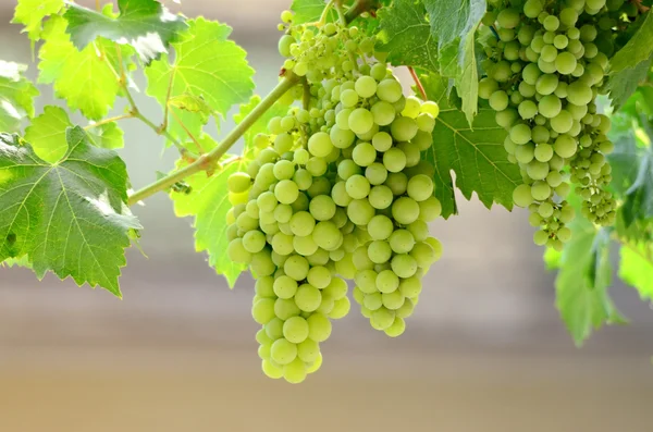 Uvas não maduras com a luz solar brilhando lindamente através das folhas de videira — Fotografia de Stock