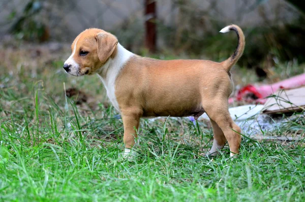 Amstaff puppy — Stock Photo, Image