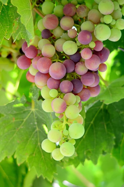 Uvas inmaduras con la luz del sol brillando bellamente a través de las hojas de la vid —  Fotos de Stock