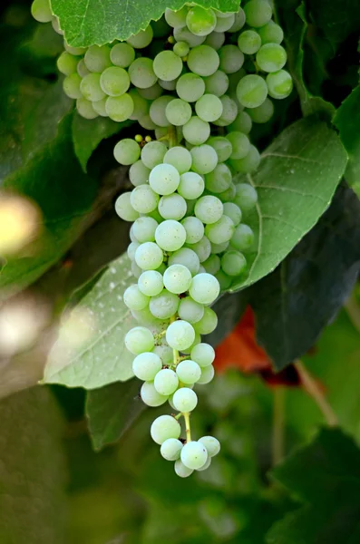 Niedojrzałe winogrona z słońcu pięknie świecące przez liście winorośli — Zdjęcie stockowe