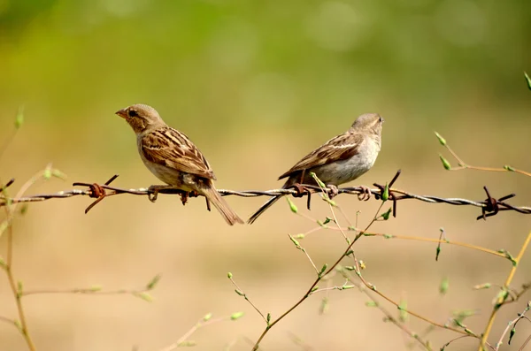 House sparrow on a rusty barbed wire