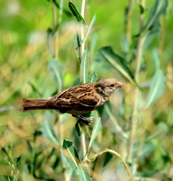 House sparrow on a rusty barbed wire — Stock Photo, Image