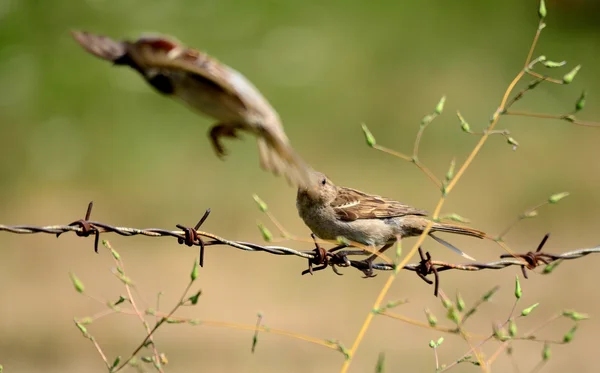 House sparrow on a rusty barbed wire — Stock Photo, Image