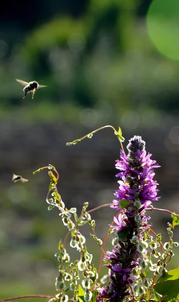 Honey bee fly to purple plant flower — Stock Photo, Image