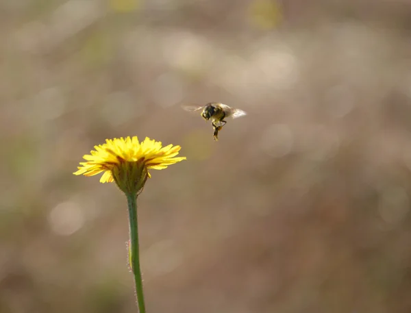 Dandellion에 꿀벌 비행 — 스톡 사진