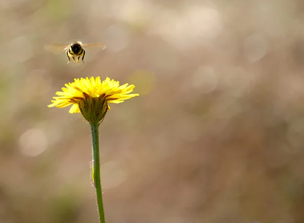 Bee fly naar dandellion — Stockfoto