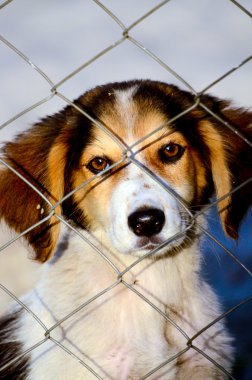 şirin sokak köpeği