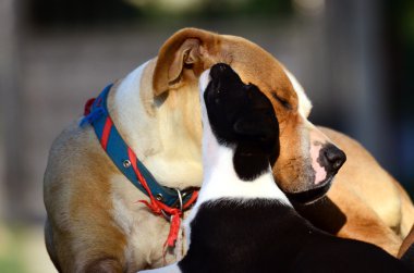 Şirin amstaff kukla