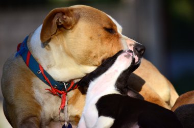 Şirin amstaff kukla