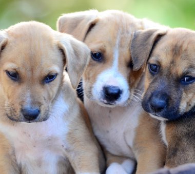 Şirin amstaff kukla