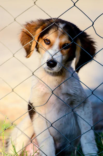 Aranyos kóbor kutya — Stock Fotó