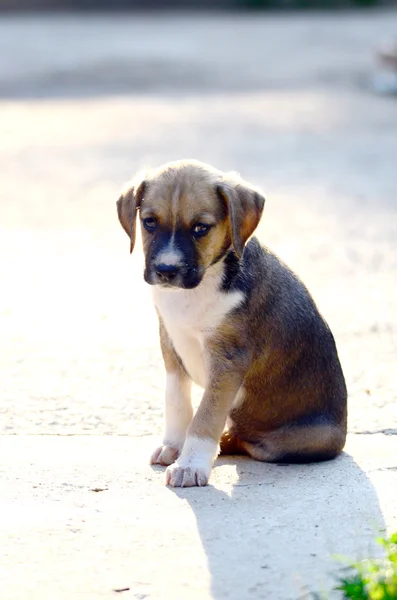 귀여운 amstaff 강아지 — 스톡 사진