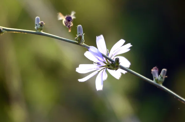 Miele di api volare a fiore — Foto Stock