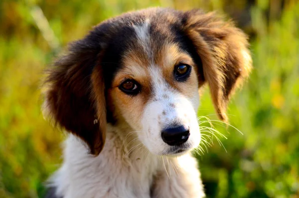 Cão vadio bonito — Fotografia de Stock