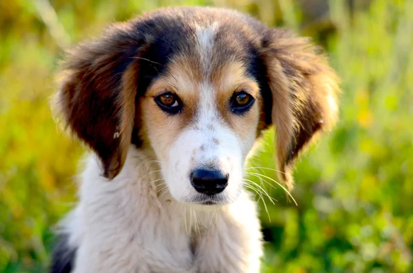 Cão vadio bonito — Fotografia de Stock