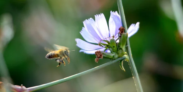 꽃 꿀 꿀벌 비행 — 스톡 사진