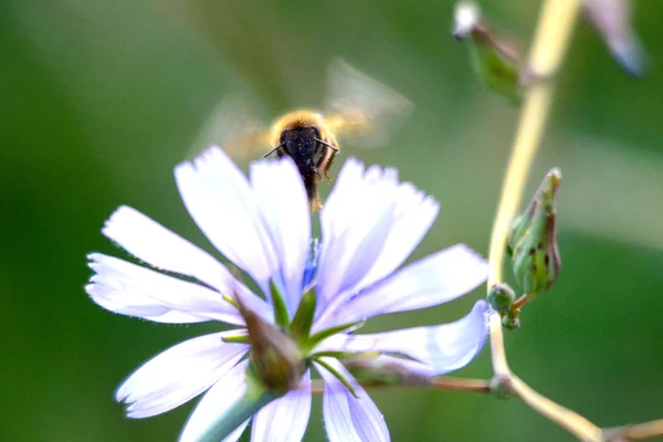 Honey bee fly to flower — Stock Photo, Image