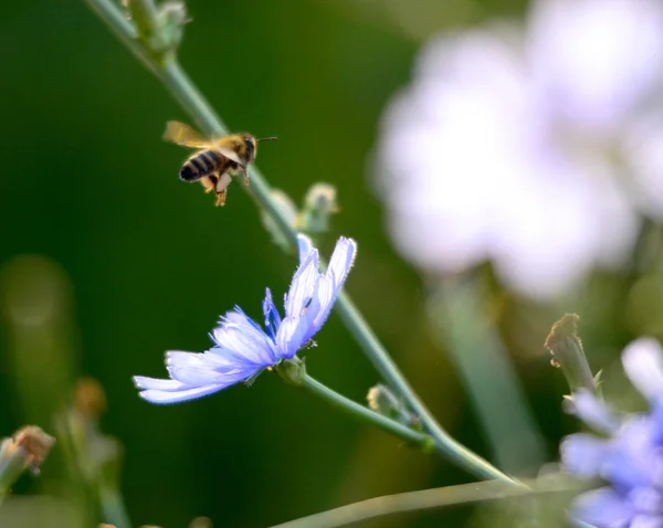 Honey bee fluga att blomma — Stockfoto