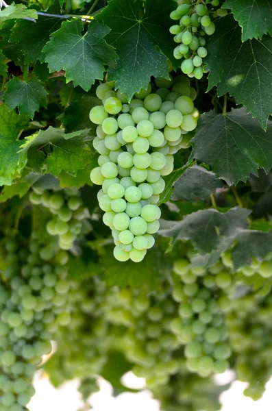 Um bando de uvas pela manhã — Fotografia de Stock