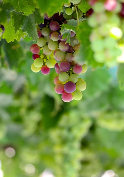 Um bando de uvas pela manhã — Fotografia de Stock