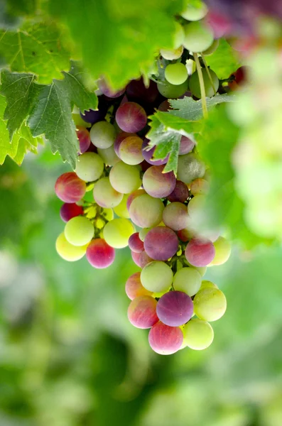 Um bando de uvas pela manhã — Fotografia de Stock