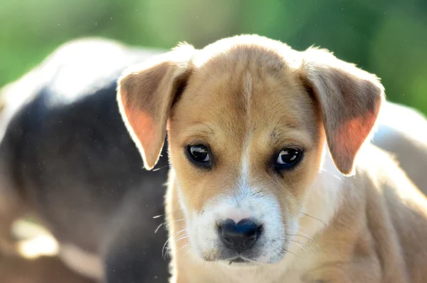 Aranyos amstaff kiskutyák — Stock Fotó