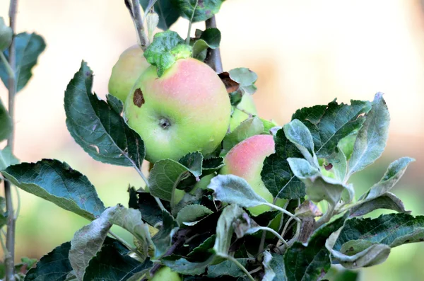 Äpfel im Obstgarten — Stockfoto