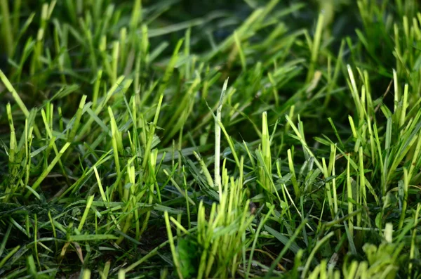 Picture of a fresh moved grass — Stock Photo, Image