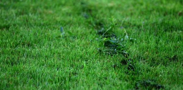 Image d'une herbe fraîche déplacée — Photo