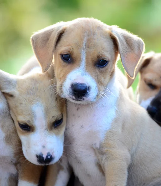 Cute amstaff pups — Stockfoto