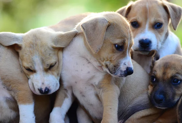 Cachorros amstaff bonitos — Fotografia de Stock