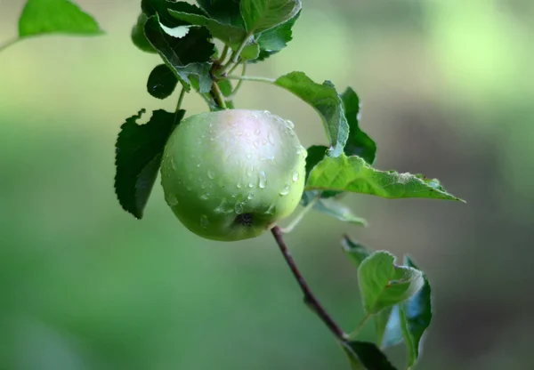 Apples in orchard — Stock Photo, Image