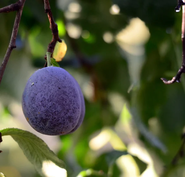 Blue plum after the rain — Stock Photo, Image