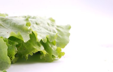 Beyaz arka planda taze marul.