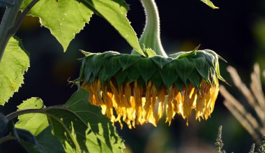 Ayçiçeği bir sabah ışığı