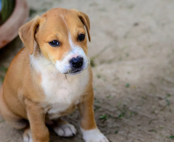 Cachorros bonitos — Fotografia de Stock