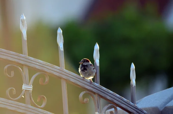 House sparrow in the morning sun — Stock Photo, Image