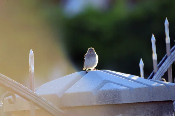 朝の太陽の家すずめ — ストック写真