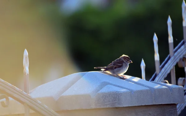House sparrow in the morning sun — Stock Photo, Image