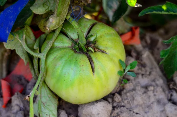 Ekologisk massa tomater mognar på gren — Stockfoto