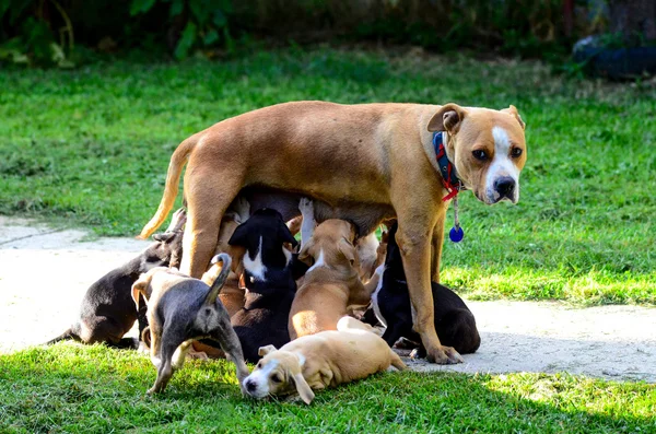 Amstaff dog breast feeding puppies — Stock Photo, Image