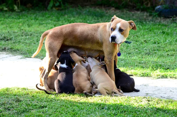 Amstaff kutya szoptatás bábu — Stock Fotó