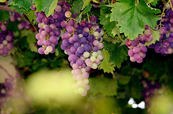 Druiven op de wijnstok net vóór de oogst — Stockfoto