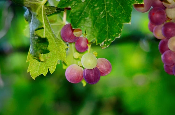 Trauben am Weinstock kurz vor der Ernte — Stockfoto