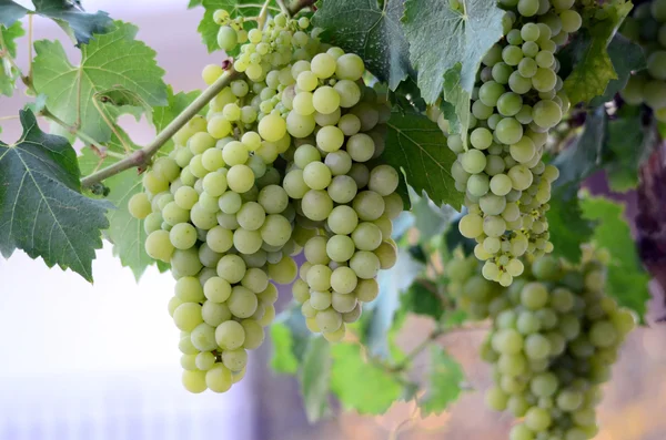 Uvas en la vid justo antes de la cosecha — Foto de Stock