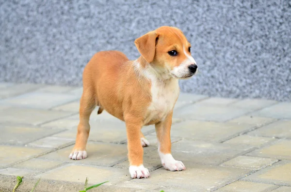 Sevimli amstaff pyppy — Stok fotoğraf