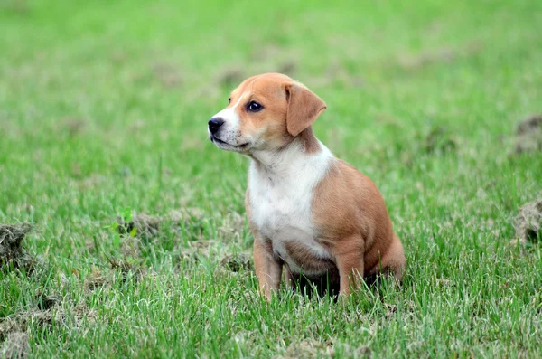 Mignon amstaff pyppy — Photo