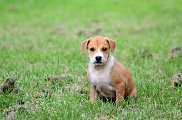 Mignon amstaff pyppy — Photo