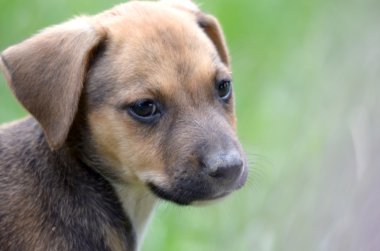 Şirin köpek.